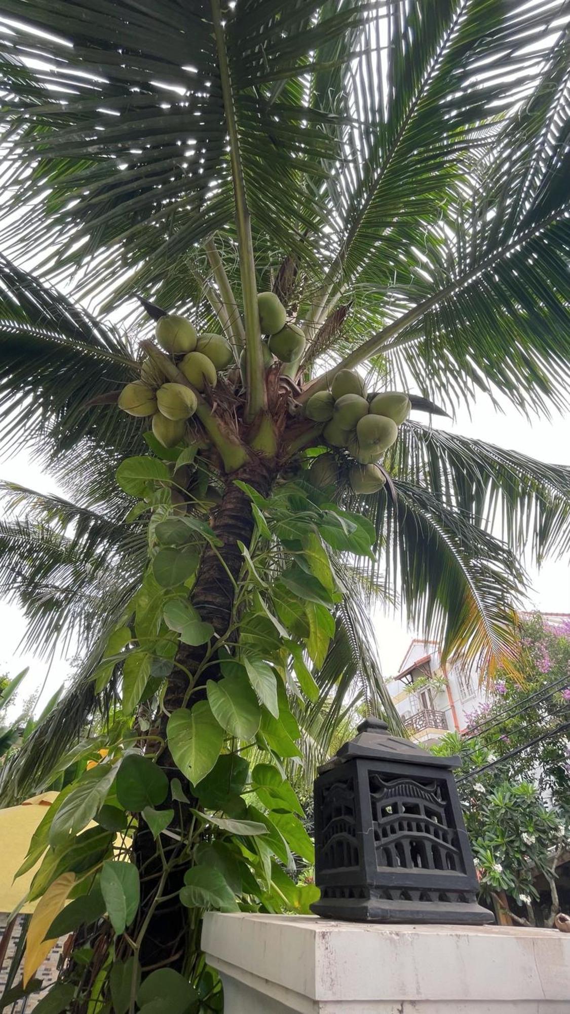 Hoi An Discovery Villa Zewnętrze zdjęcie
